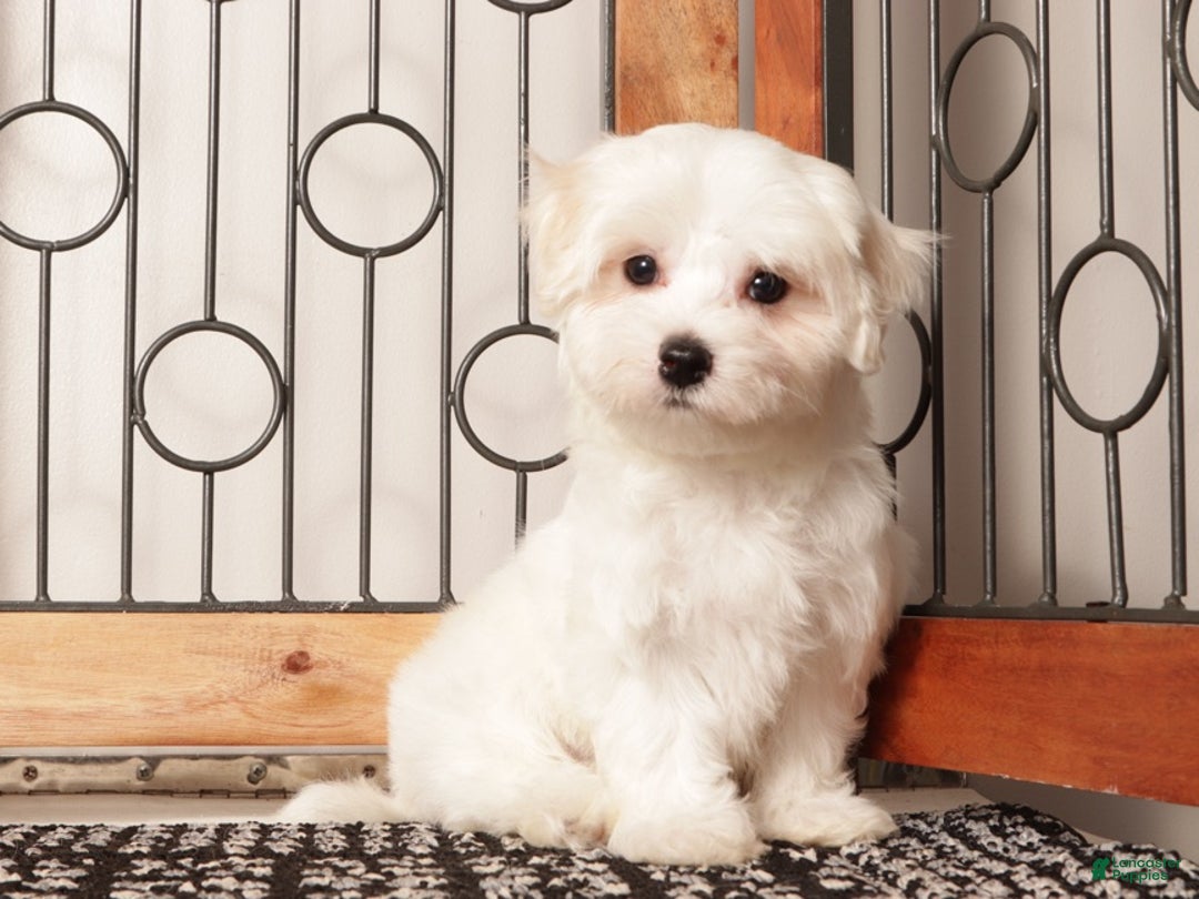 Maltese dogs for sale: Winnie ACA Female Maltese  - Ad 4