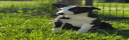 Border Collie dogs for sale: Kaida - Ad 6