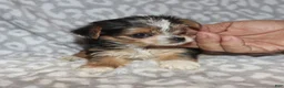 Yorkshire Terrier dogs for sale: Solana - Ad 3