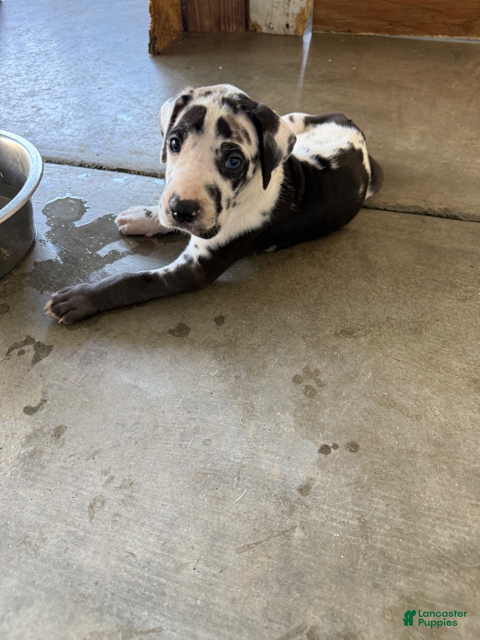Great Dane dogs for sale: Mangas - Ad 1
