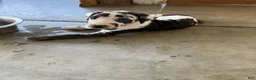 Great Dane dogs for sale: Mangas - Ad 1