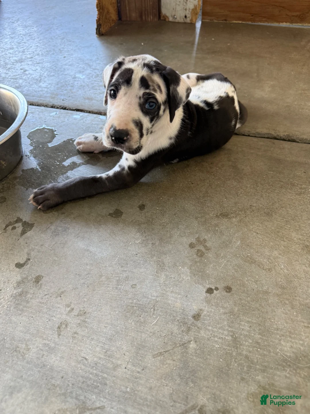 Great Dane dogs for sale: Mangas - Ad 1