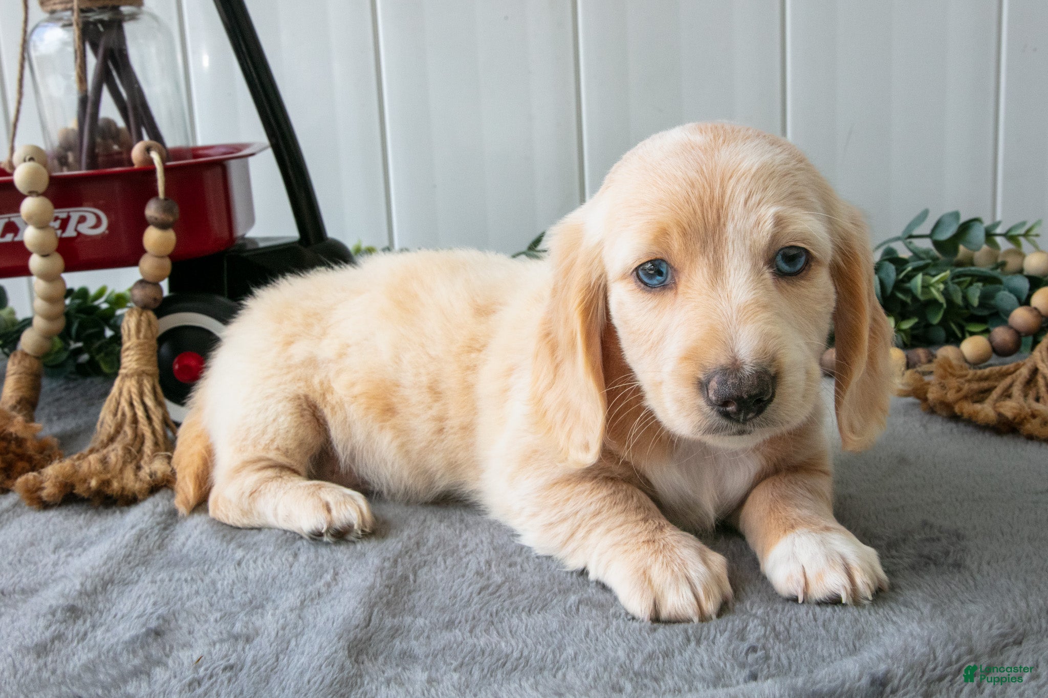 Miniature Dachshund dogs Moe - Ad 2
