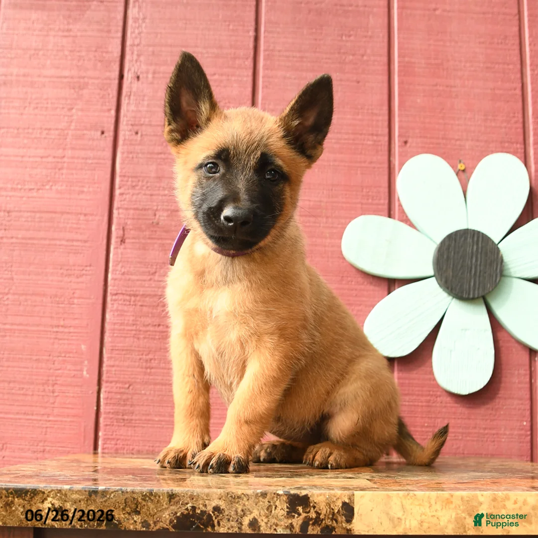 Belgian Malinois dogs for sale: Sparkle - Ad 2