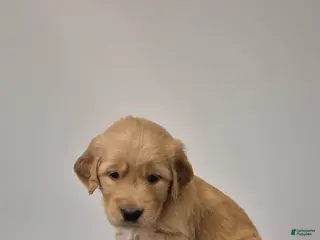 Golden Retriever dogs Tessa - Ad 35