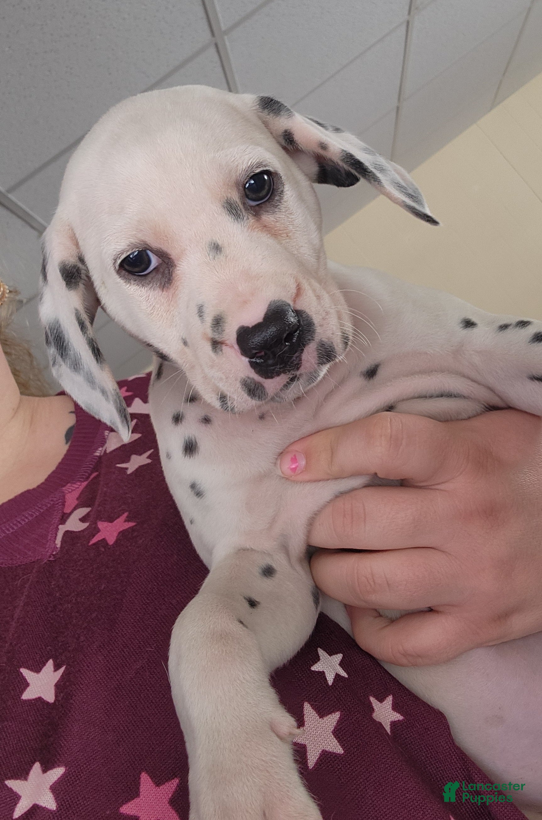 Dalmatian dogs  Puppy 2 - Ad 21