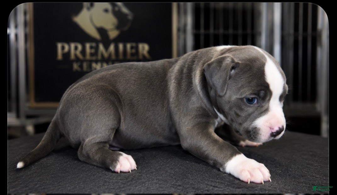 American Bully dogs Bella - Ad 2
