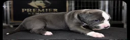 American Bully dogs for sale: Bella - Ad 2