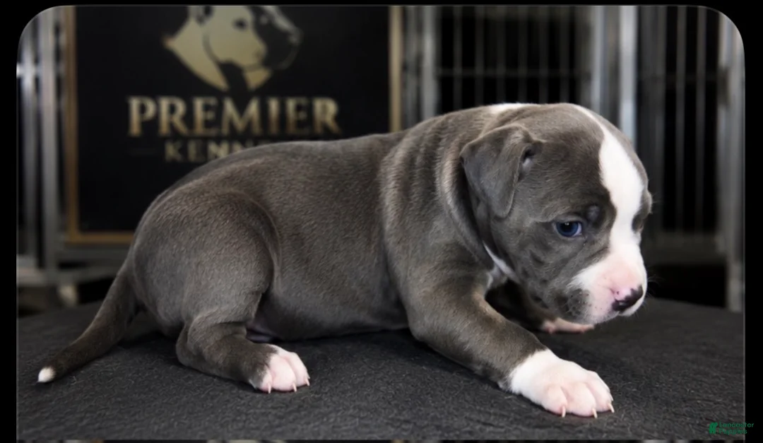 American Bully dogs for sale: Bella - Ad 2