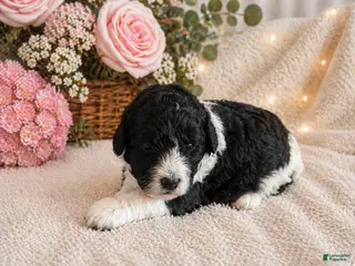 Mini Bernedoodle dogs for sale: Mia - Ad 4