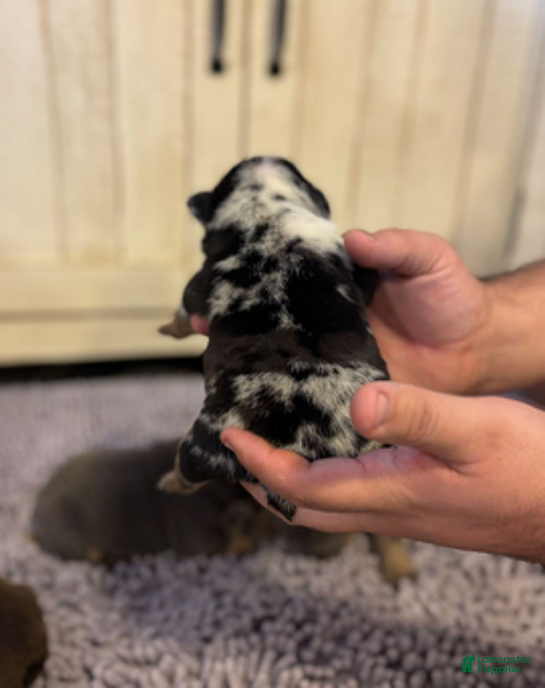 English Bulldog dogs for sale: Kobe - Ad 2