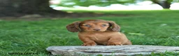 Miniature Dachshund dogs for sale: Sundae - Ad 1