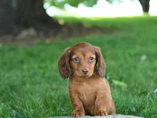 Miniature Dachshund dogs for sale: Sundae - Ad 3