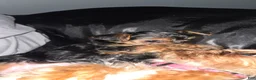 Yorkshire Terrier dogs for sale: Molly - Ad 3