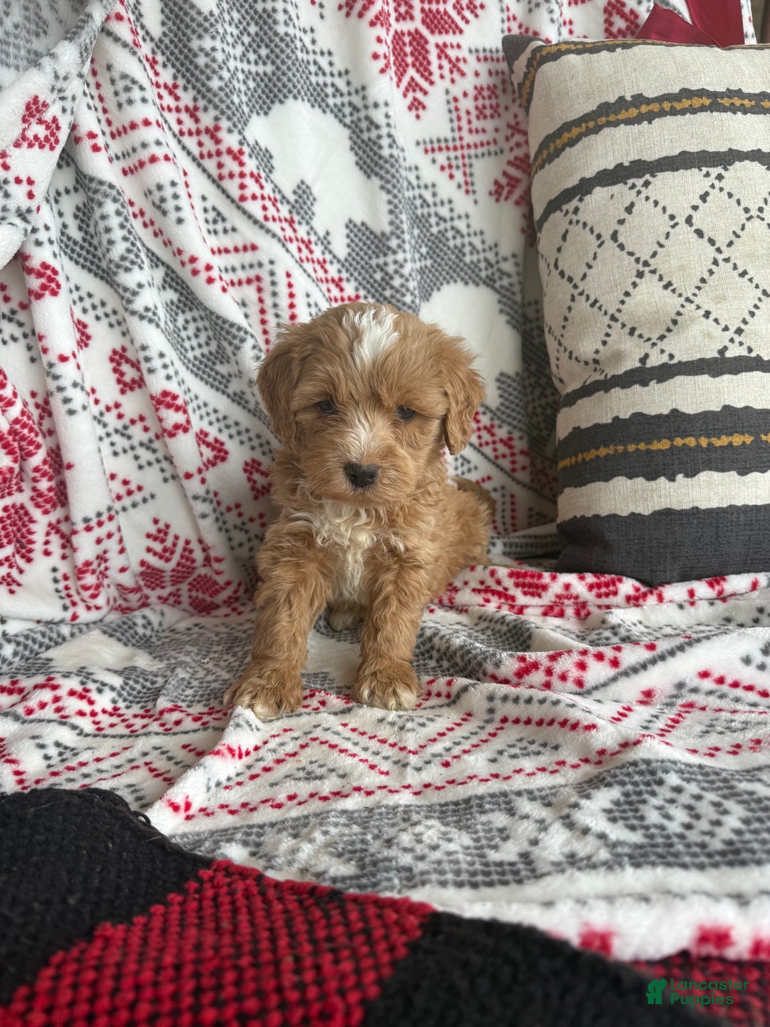 Mini Bernedoodle dogs for sale: Cooper - Ad 4