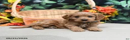Cavapoo dogs for sale: Prince   - Ad 2