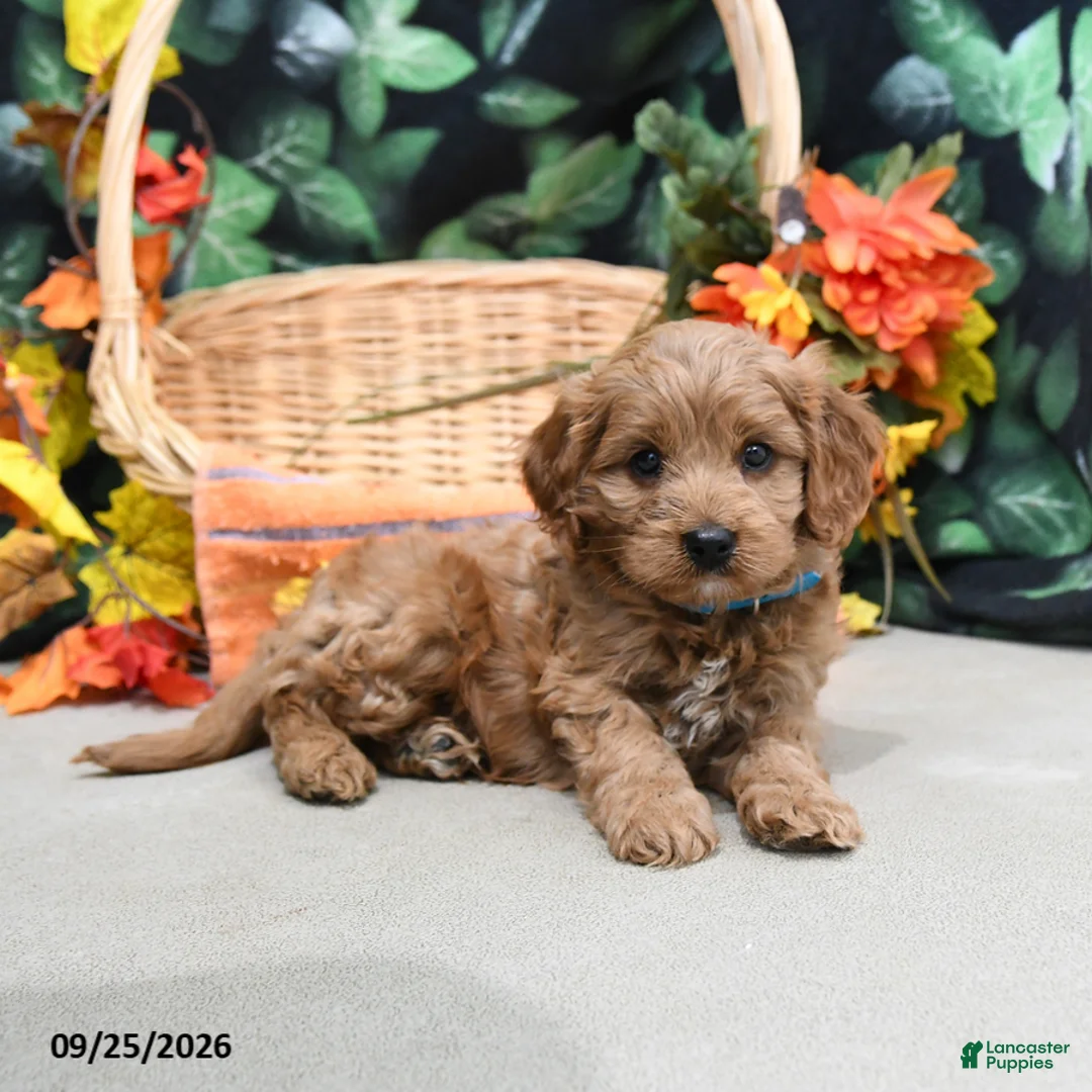 Cavapoo dogs for sale: Prince   - Ad 2