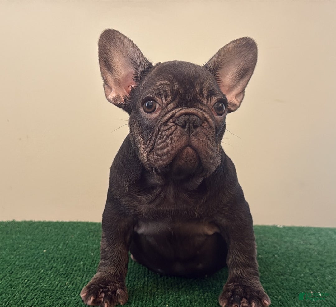 Diamond for sale in Greensboro | Lancaster Puppies