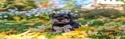 Miniature Schnauzer dogs for sale: Leon - Ad 7