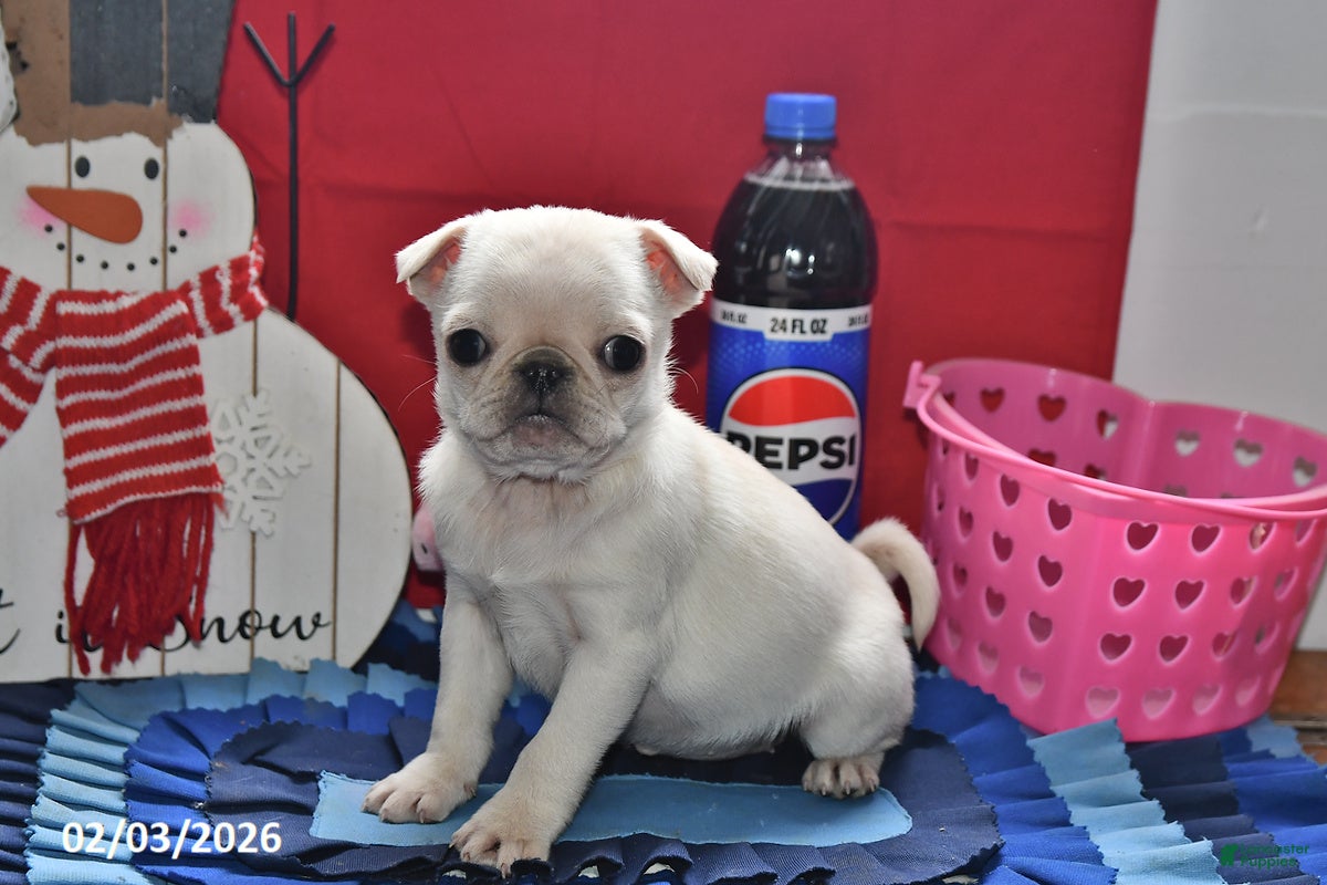 Pug dogs Priceless Pearl - Ad 2