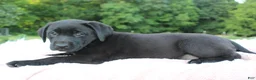 Labrador Retriever dogs for sale: Azure - Ad 4