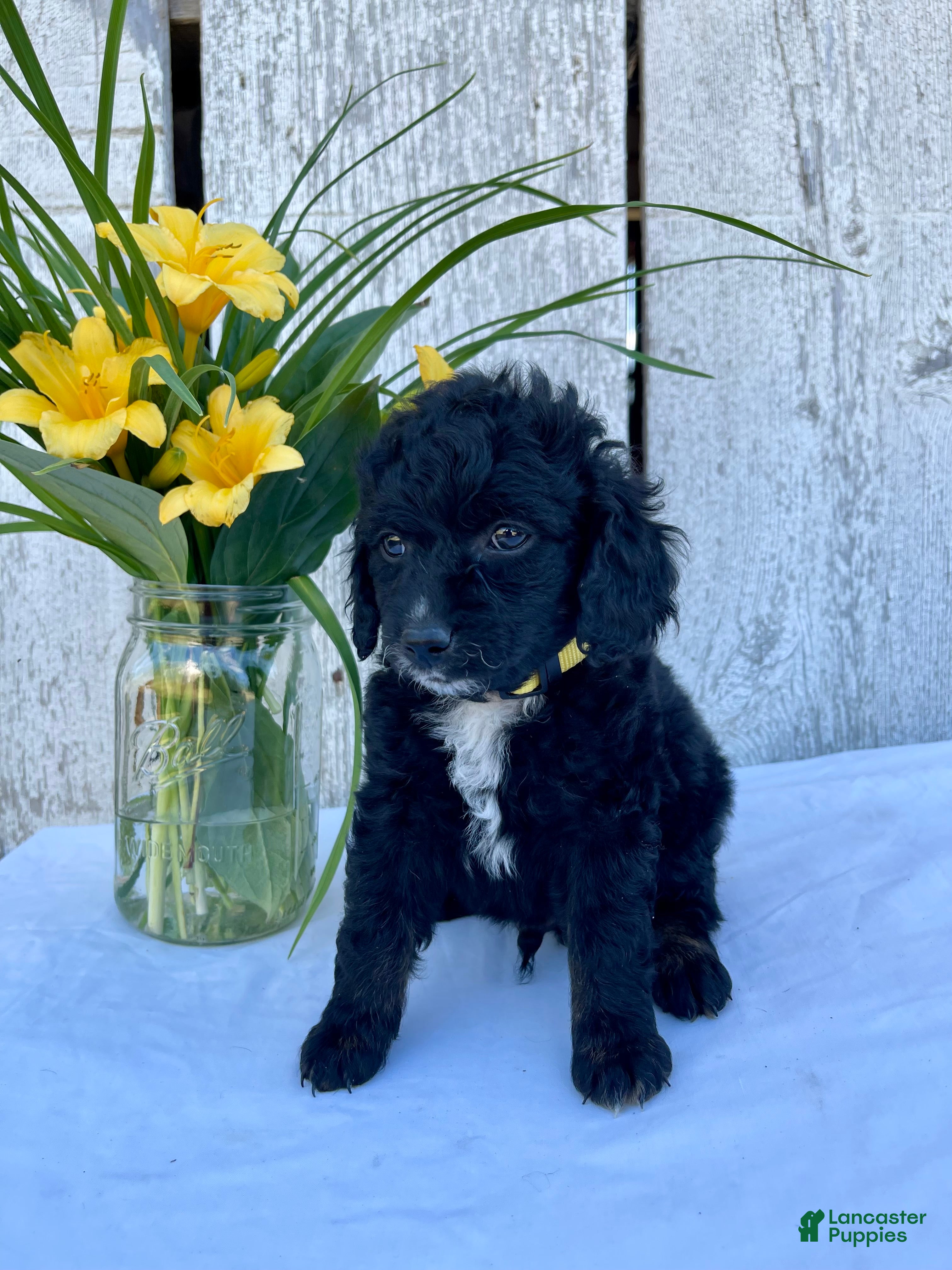 Cockapoo dogs Milo - Ad 1