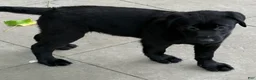 Mixed Breed dogs for sale: Mixed Breed 3 - Ad 8