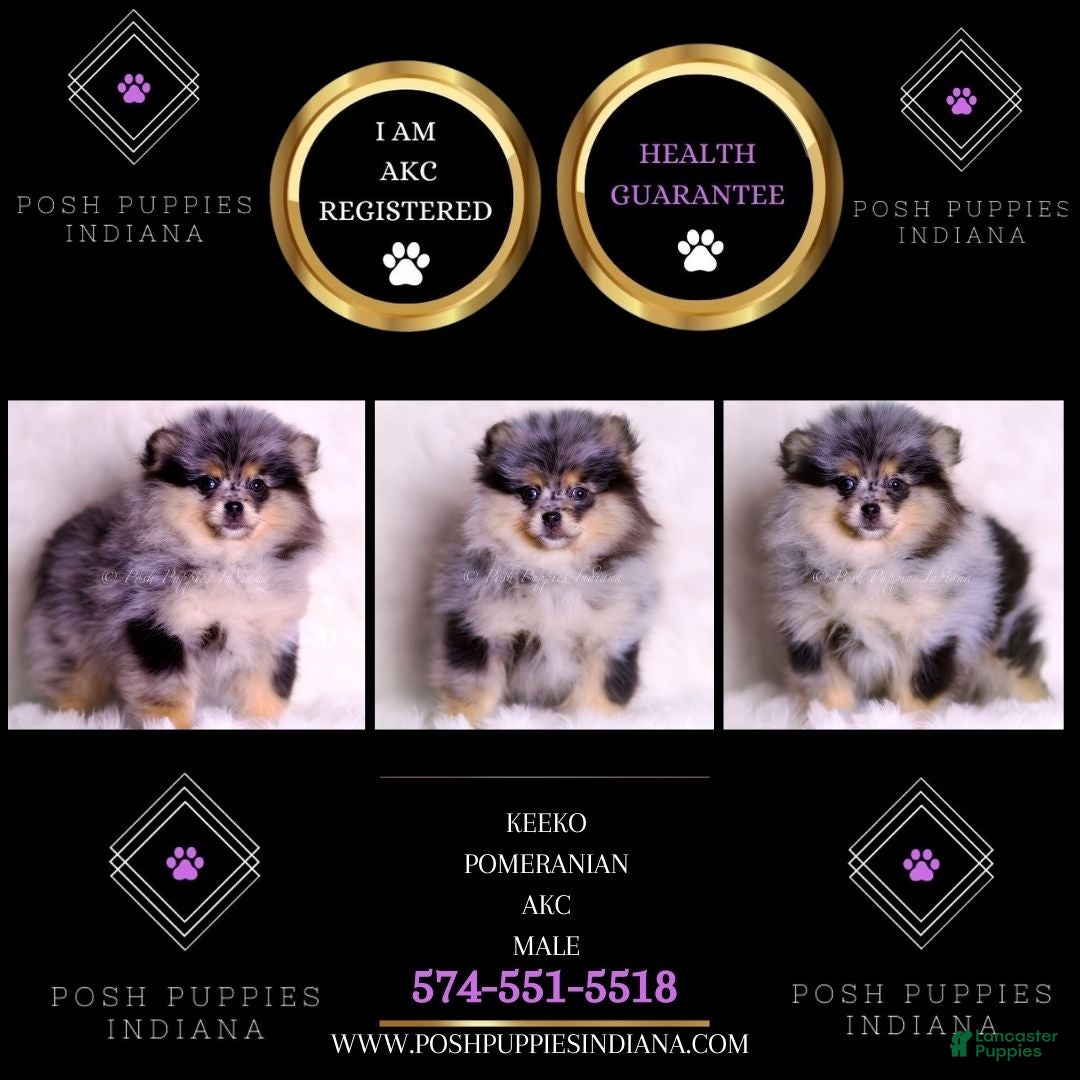 Pomeranian dogs Keeko - Ad 2