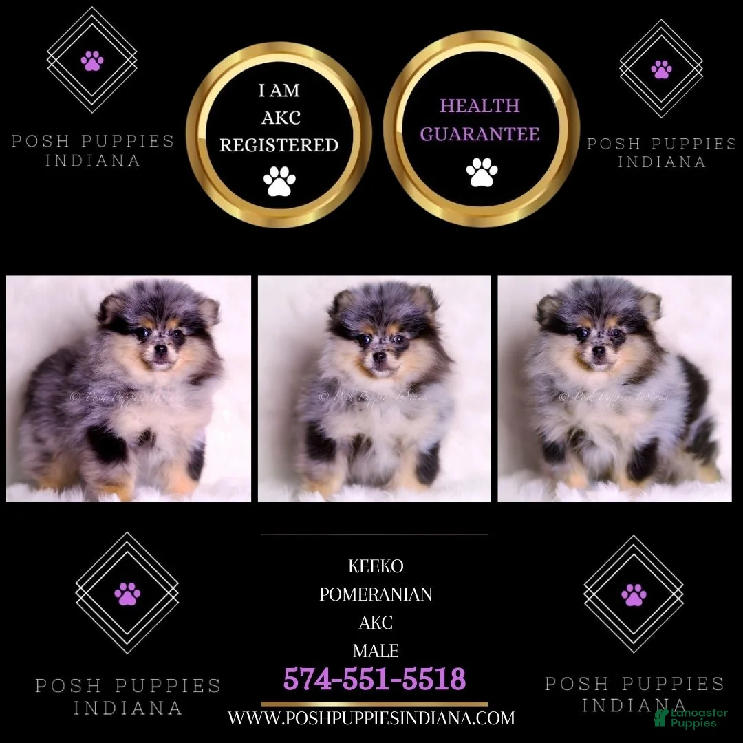 Pomeranian dogs for sale: Keeko - Ad 2