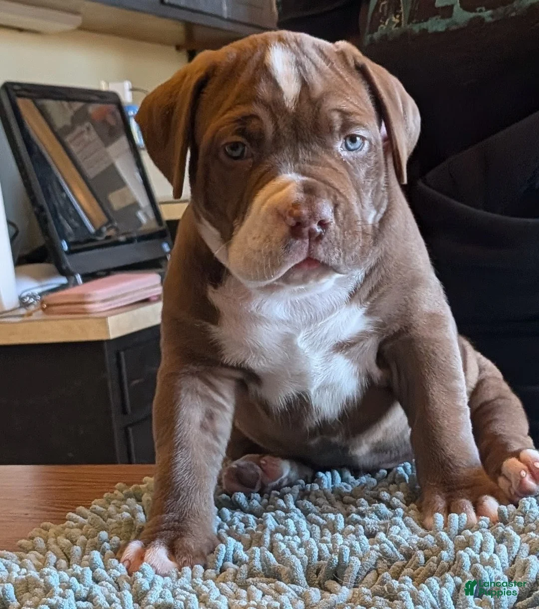 American Bully dogs for sale: American Bully Puppy 5 - Ad 1