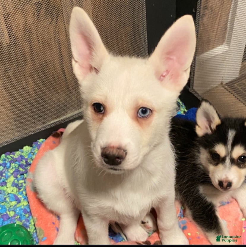 Pomsky dogs Bashful  - Ad 3