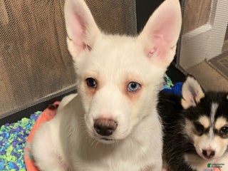 Pomsky dogs Bashful - Ad 3