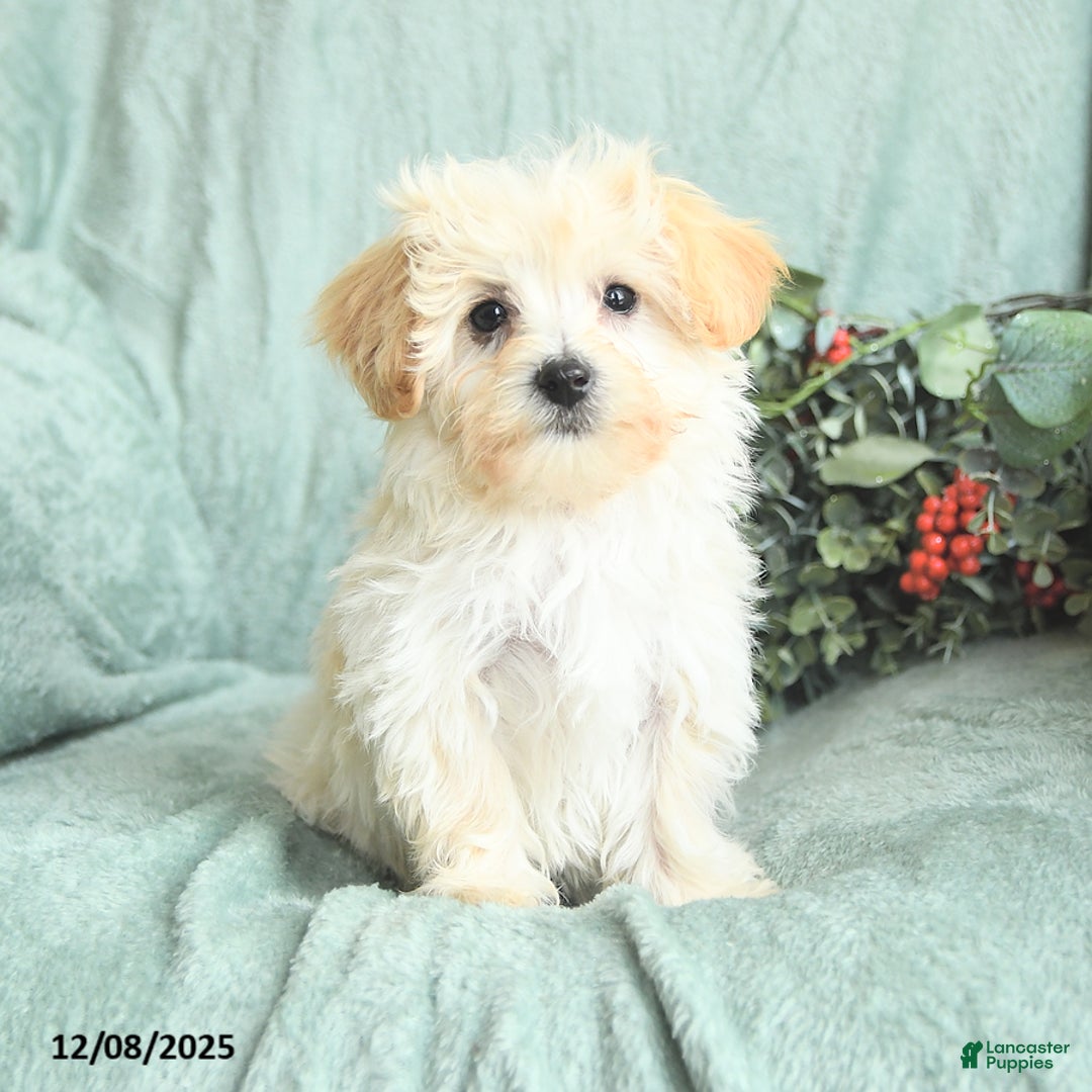 Maltipoo dogs for sale: Leo - Ad 3