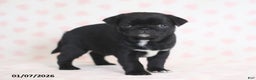 Pug dogs for sale: Bingo - Ad 2