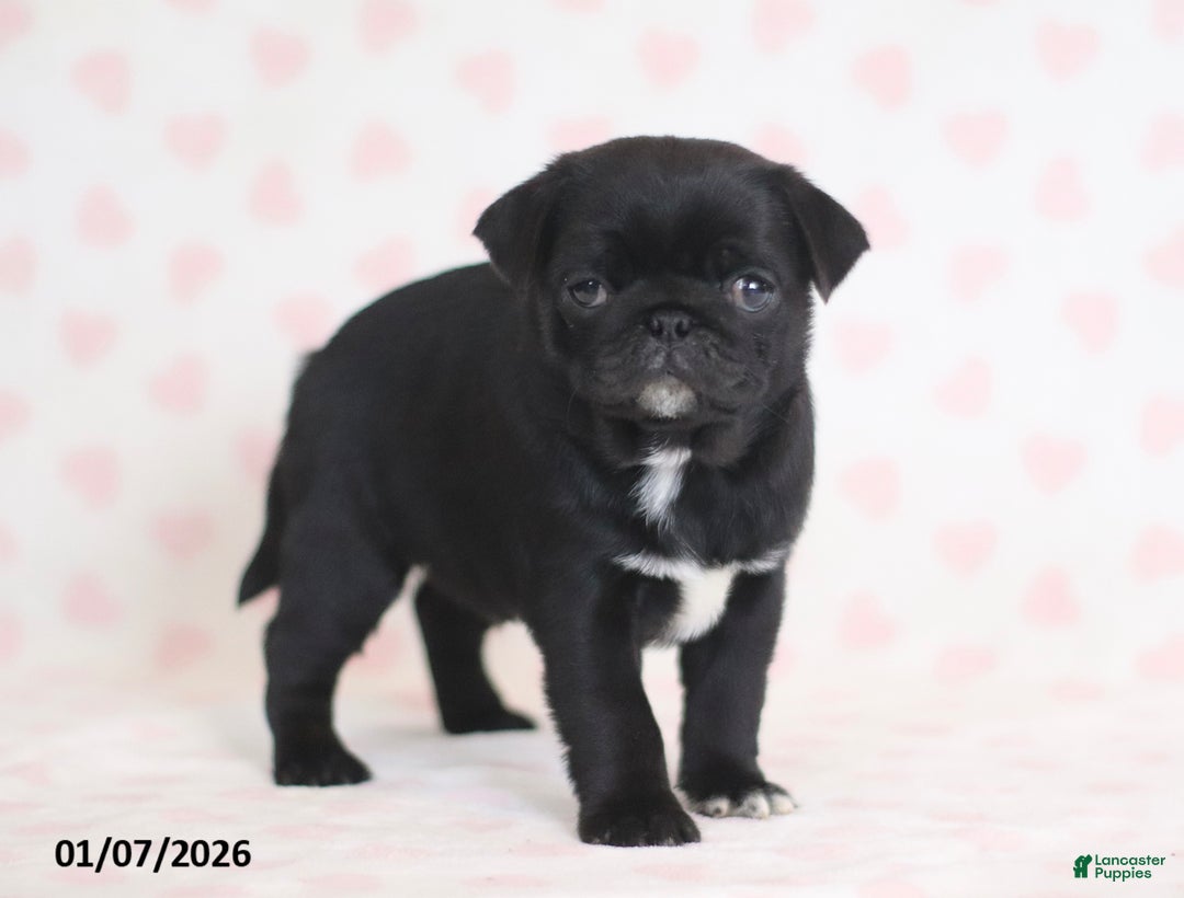 Pug dogs for sale: Bingo - Ad 2