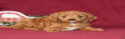Cavapoo dogs for sale: Cooper - Ad 2