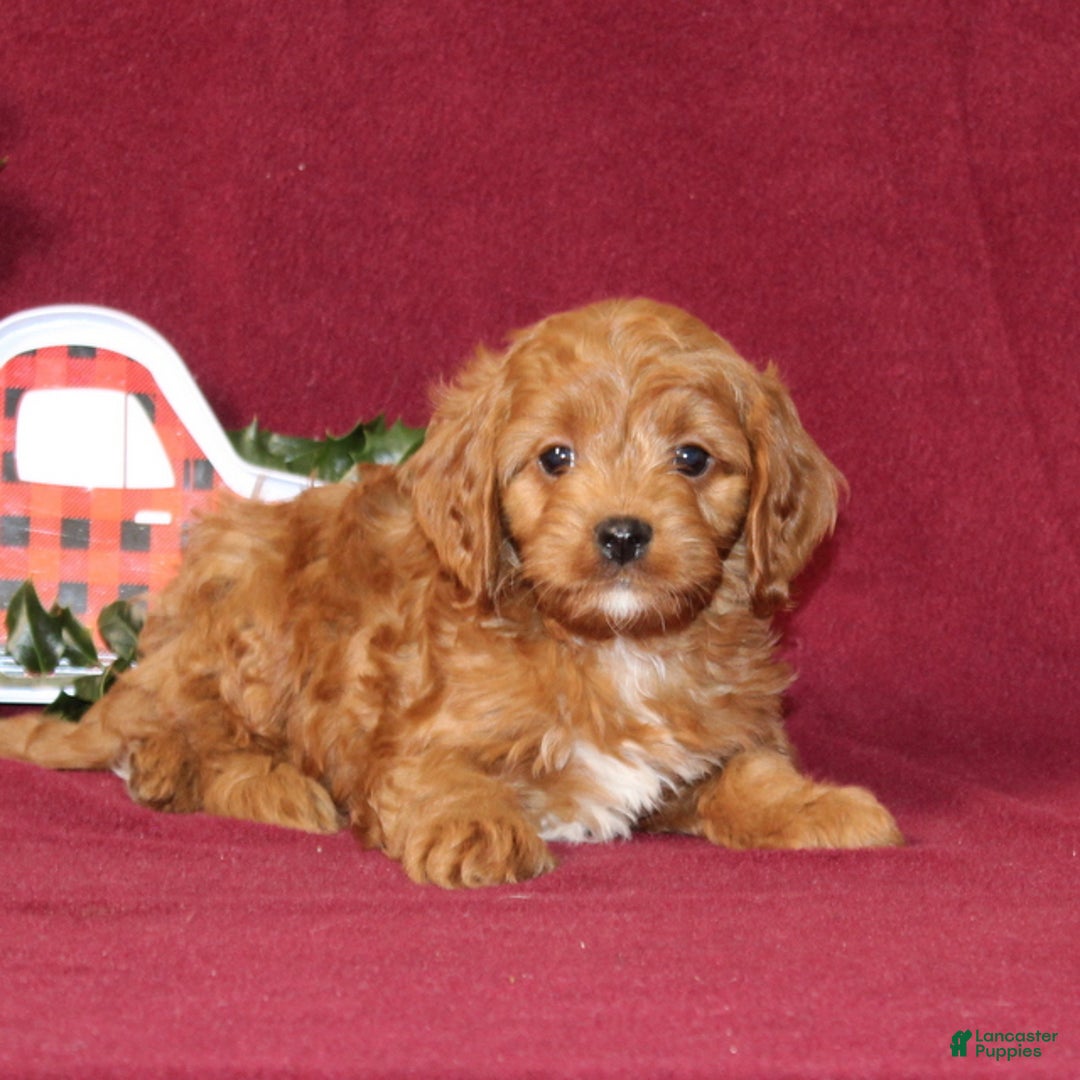Cavapoo dogs for sale: Cooper - Ad 2