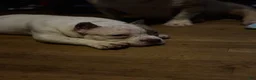 American Bully dogs for sale: Suki  - Ad 2