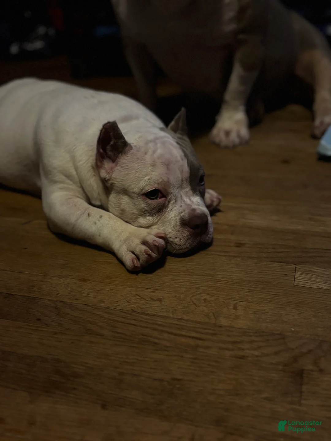 American Bully dogs for sale: Suki  - Ad 2