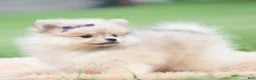 Pomeranian dogs for sale: Josephine - Ad 5