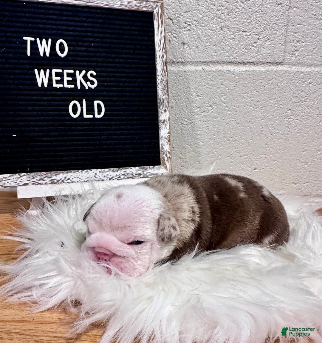 English Bulldog dogs for sale: Millie - Ad 4