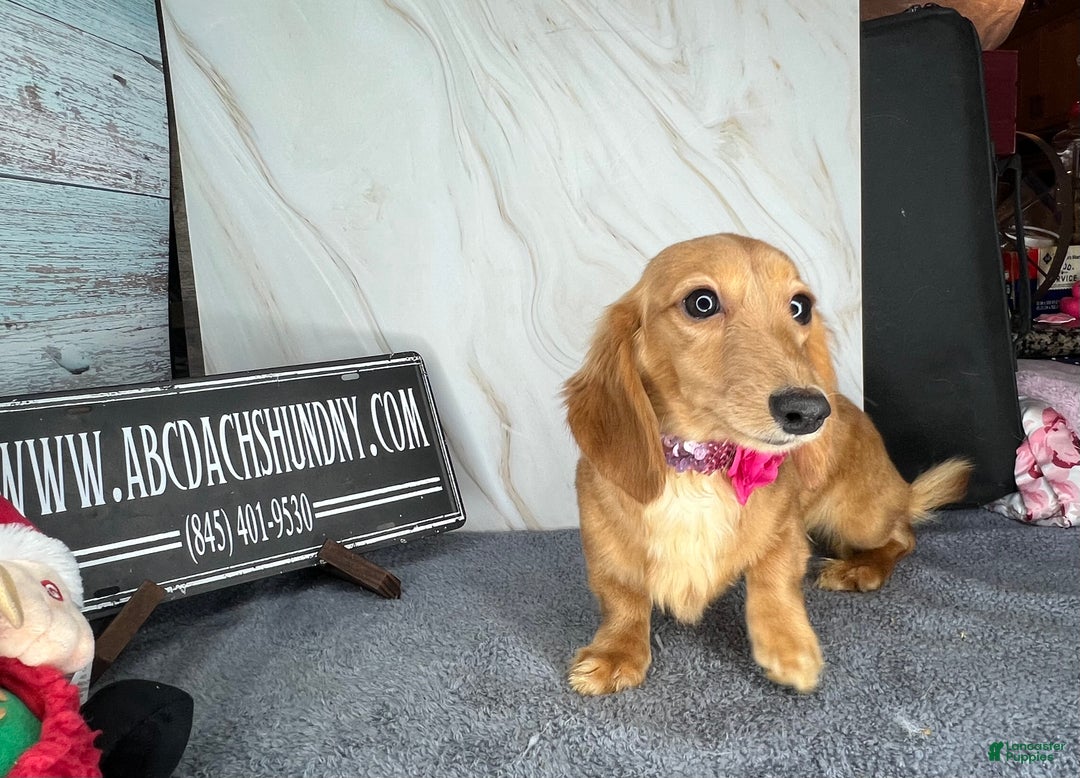 Miniature Dachshund dogs for sale: Female import puppy- uses pads - Ad 17