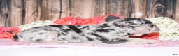 French Bulldog dogs for sale: Tinsley - Ad 4