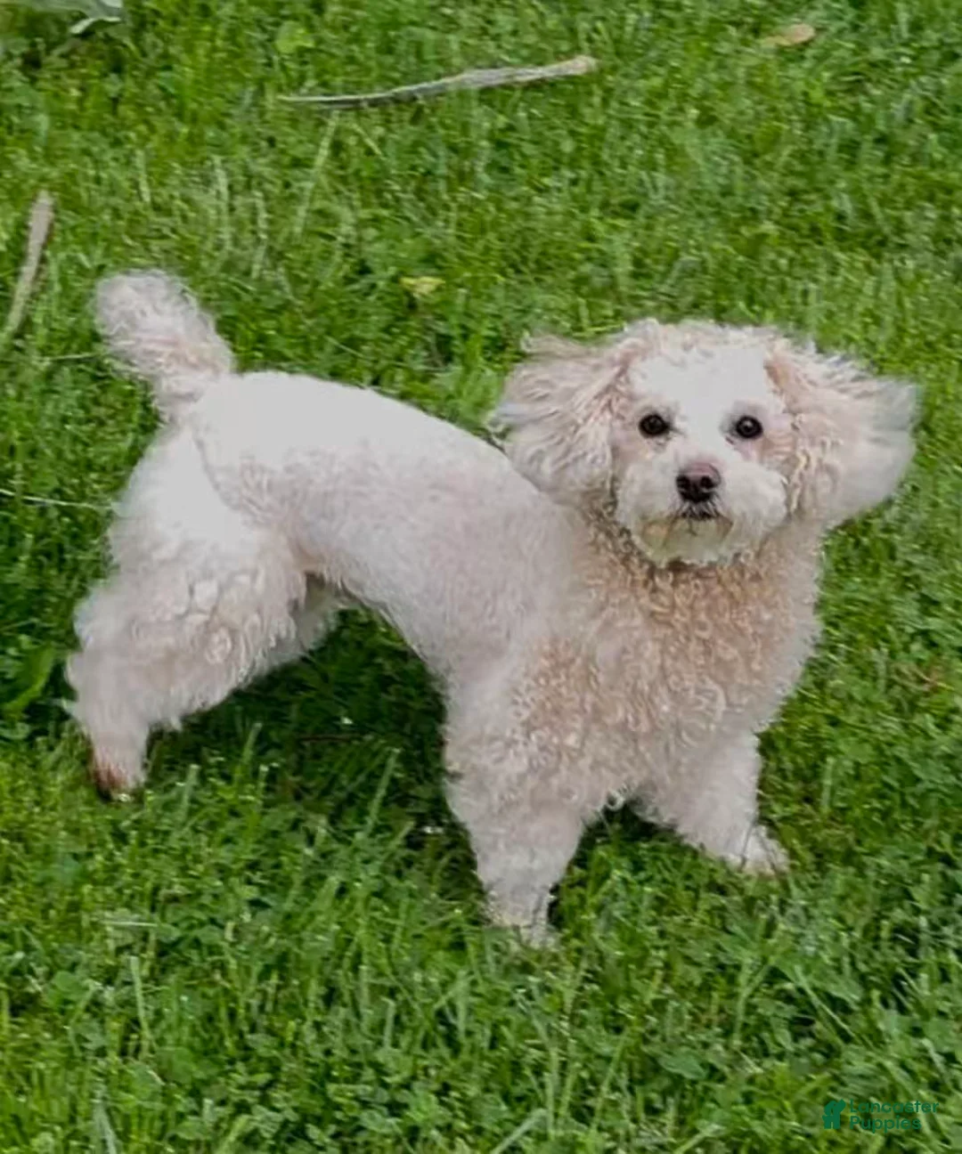 Toy Poodle dogs for sale: po - Ad 5