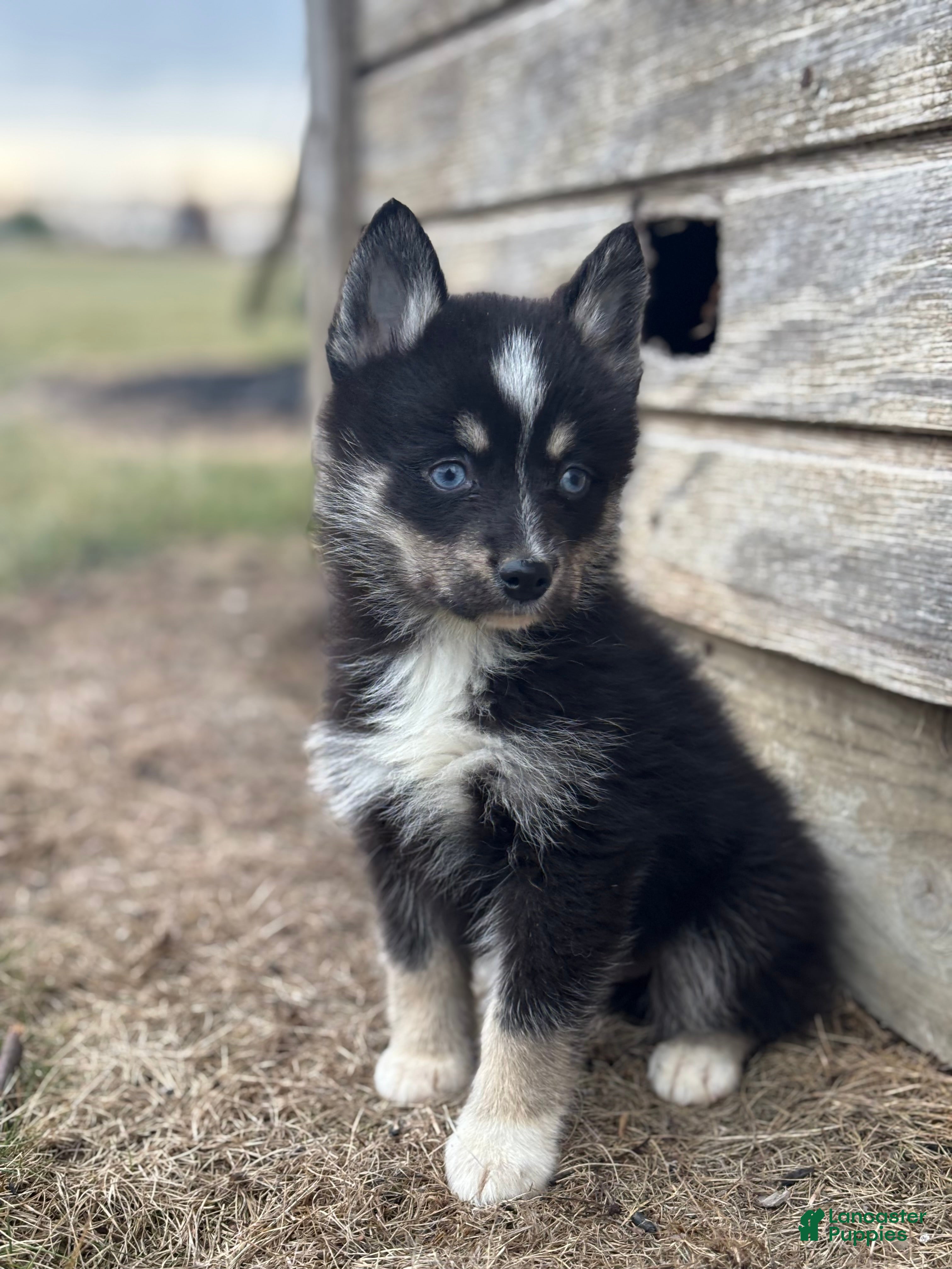 Pomsky dogs Thomas - Ad 2