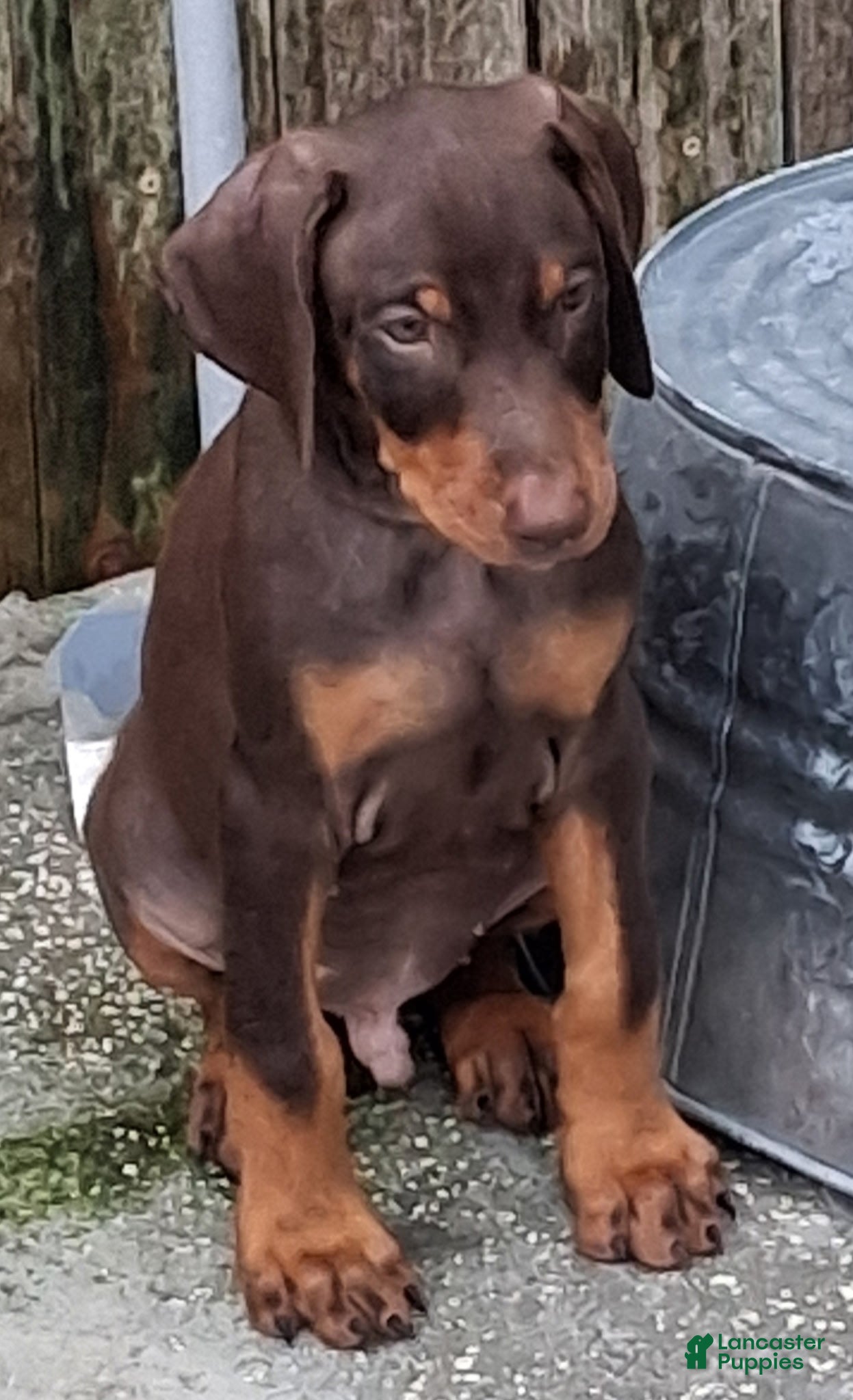 Doberman Pinscher dogs Doberman Pinscher Puppy 2 - Ad 1