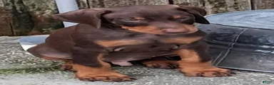 Doberman Pinscher Puppy 2