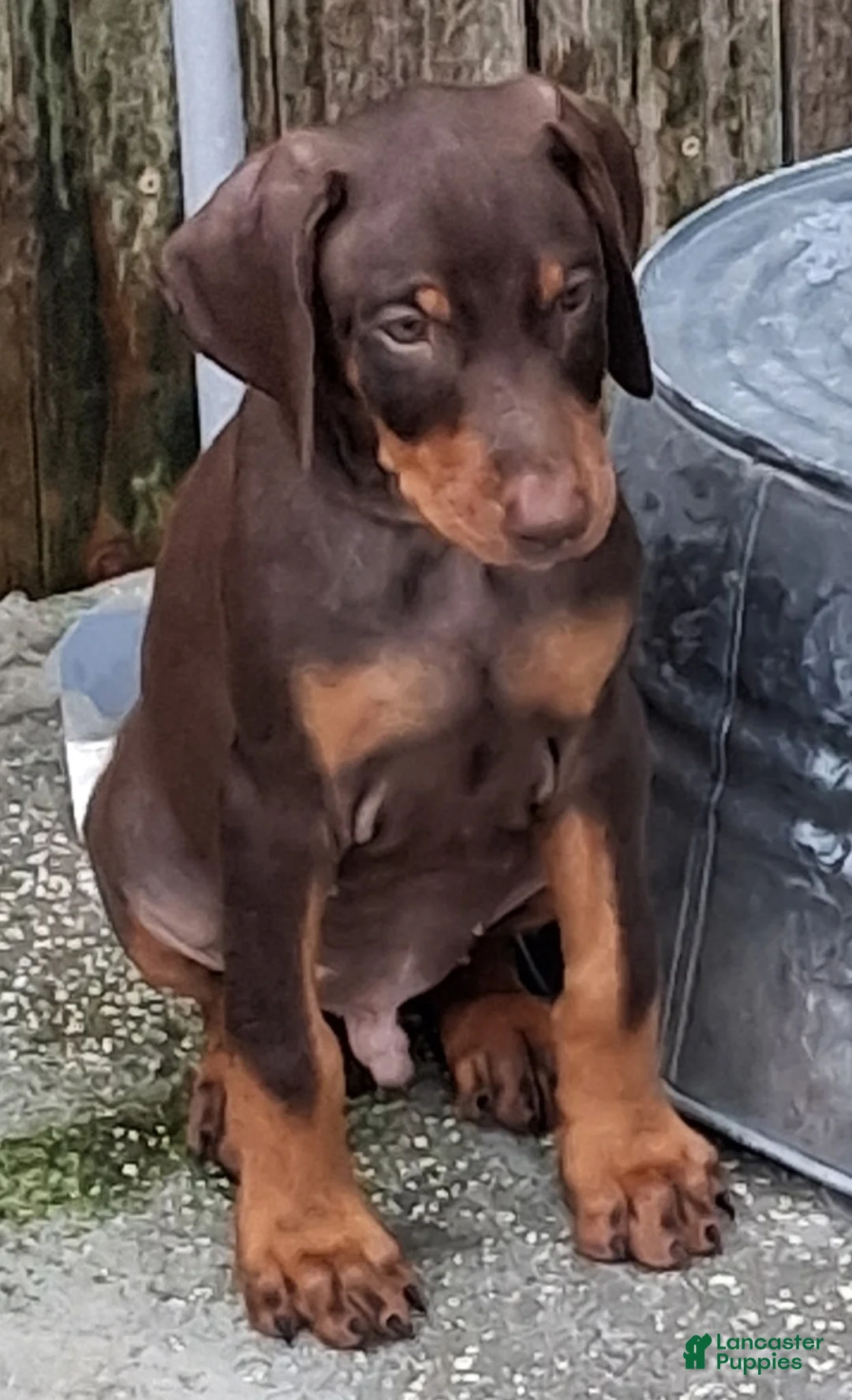 Doberman Pinscher dogs for sale: Doberman Pinscher Puppy 2 - Ad 1