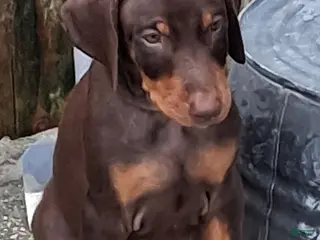 Doberman Pinscher dogs for sale: Doberman Pinscher Puppy 2 - Ad 1