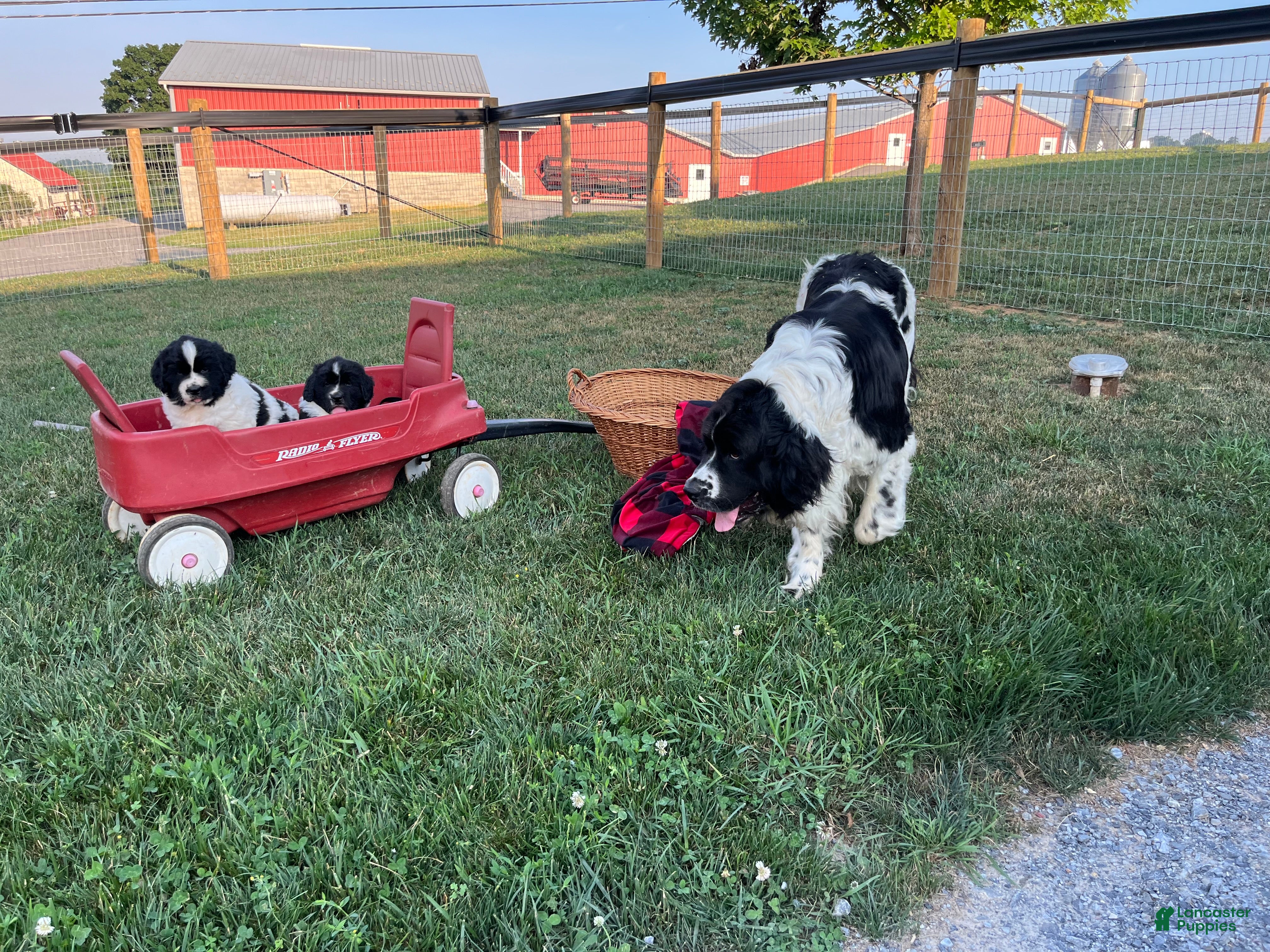 Newfoundland dogs Midnight❤️AKC Genetic Health Tested❤️Schedule a playdate - Ad 2